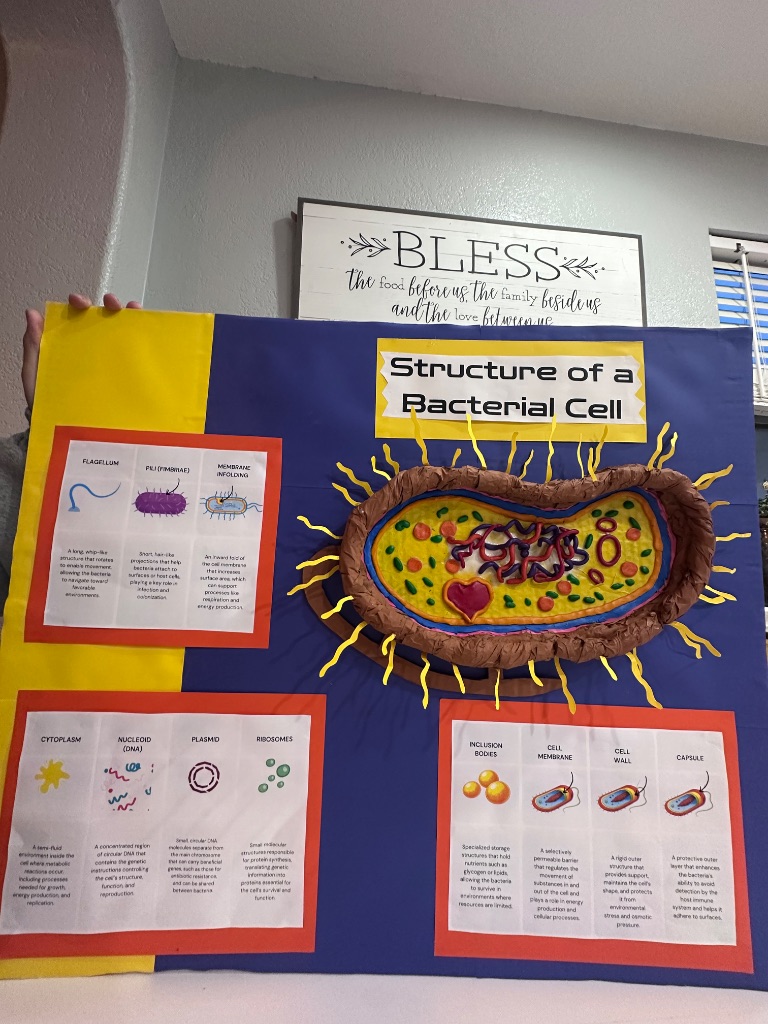Student-made Bacterial Cell Structure poster and model